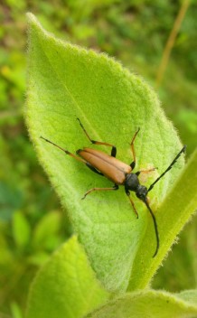 Male Red Longhorn Beetle - Leptura Rubra